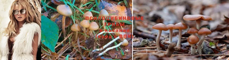 Галлюциногенные грибы MAGIC MUSHROOMS  Верещагино 